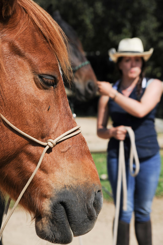 Travail au sol avec un cheval lors d'un stage